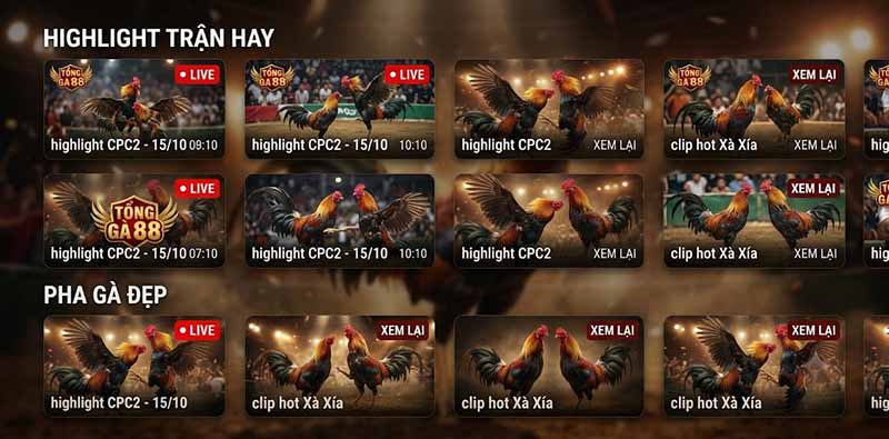 ĐÁ GÀ TRỰC TIẾP